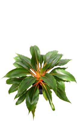 Chlorophytum orchidastrum 'Fire Flash' - 180mm pot