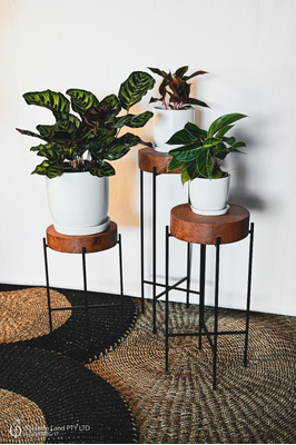 Jessa Egg Pot - White
