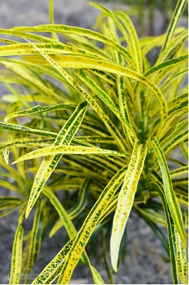 Codiaeum variegatum 'Angustissimum'