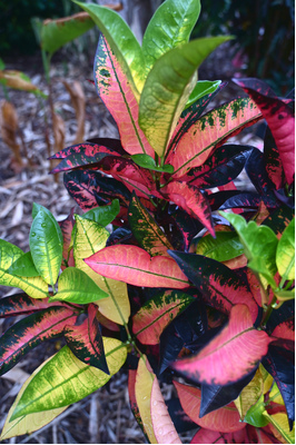 Codiaeum variegatum (Croton Mrs Iceton)