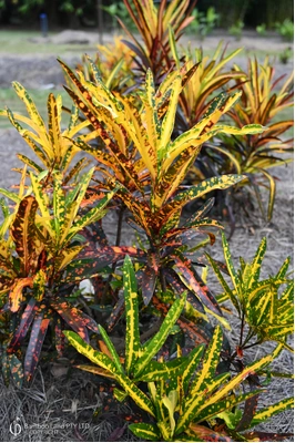 Codiaeum variegatum 'Little Mia' - 180mm pot