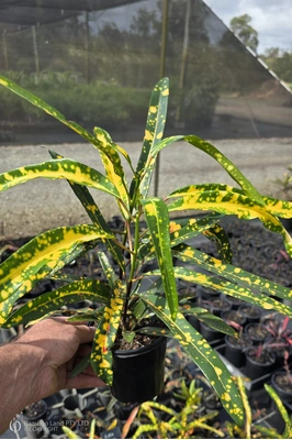 Codiaeum variegatum 'Little Mia' - 125mm pot