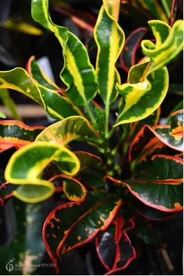 Codiaeum variegatum 'Mammy'