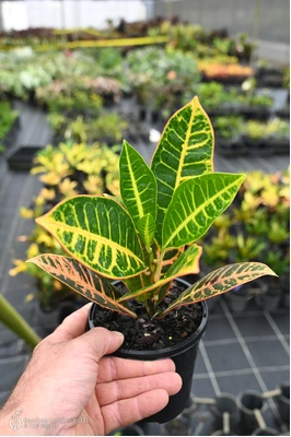 Codiaeum variegatum 'Petra' - 125mm pot