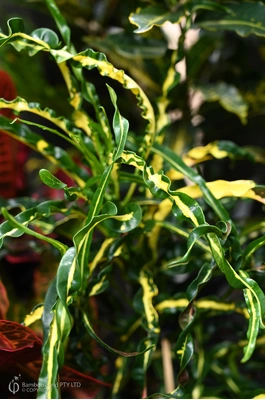 Codiaeum variegatum 'Princess Mary'