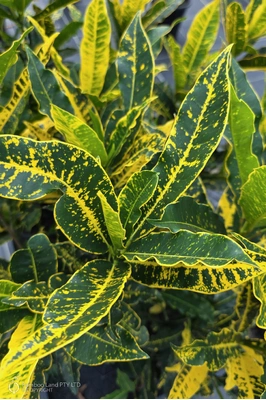 Codiaeum variegatum 'Sunny Star'