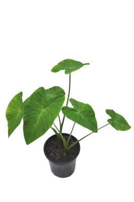 Colocasia esculenta (Edible Taro)