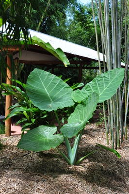 Colocasia gigantea (Thai Giant) - 300mm pot