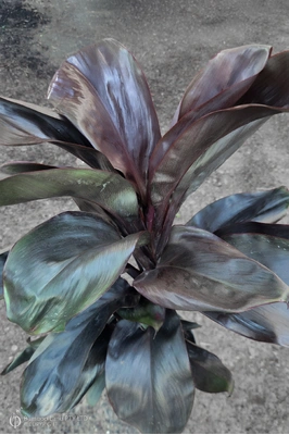 Cordyline 'Black Ruby' - 125mm pot