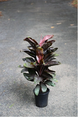 Cordyline 'Black Ruby' - 180mm pot