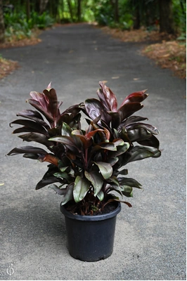 Cordyline 'Black Ruby' -  300mm pot