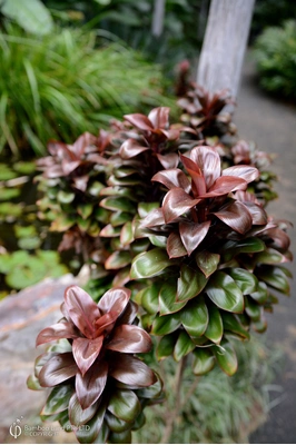 Cordyline compacta