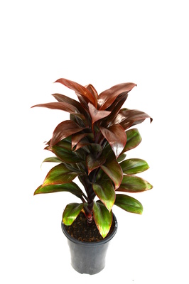 Cordyline compacta - 125mm pot