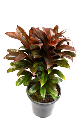 Cordyline compacta - 180mm pot