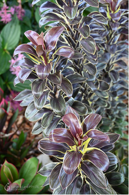 Cordyline compacta 'Cameroon Yellow'