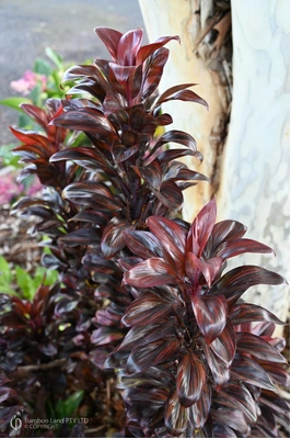 Cordyline compacta 'Cointreau'
