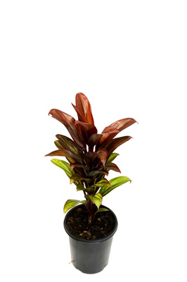 Cordyline compacta 'Cointreau' - 125mm pot