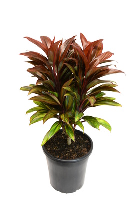 Cordyline compacta 'Cointreau' - 180mm pot