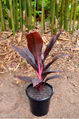 Cordyline fruticosa 'Firebrand' - 180mm pot