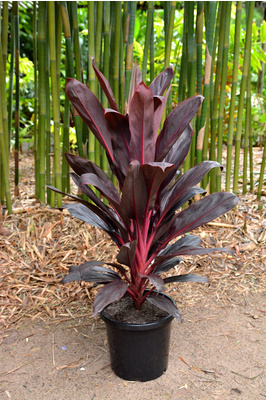 Cordyline fruticosa 'Firebrand' - 300mm pot