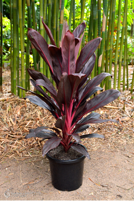 Cordyline fruticosa 'Firebrand' - 300mm pot