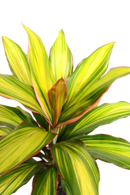 Cordyline fruticosa 'Kiwi'
