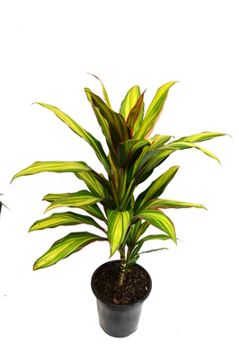 Cordyline fruticosa 'Kiwi' - 180mm pot
