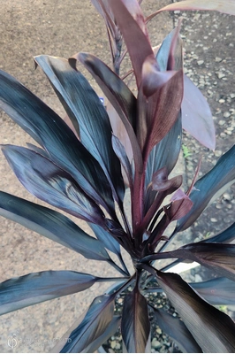 Cordyline fruticosa 'Midnight' - 125mm pot