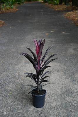 Cordyline fruticosa 'Midnight' - 180mm pot