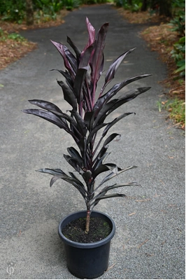 Cordyline fruticosa 'Midnight' - 300mm pot