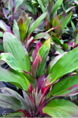 Cordyline fruticosa 'Opal Hue'