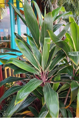 Cordyline fruticosa 'Pink Diamond'