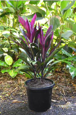 Cordyline fruticosa 'Purple Prince' - 300mm pot