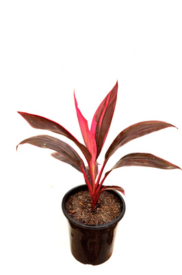 Cordyline fruticosa 'Red Sister' - 180mm pot