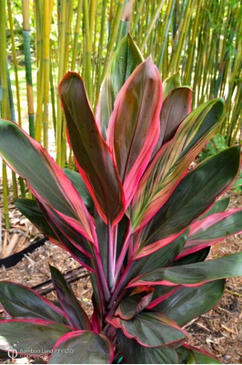 Cordyline fruticosa 'Rosemount Red'