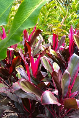 Cordyline fruticosa 'Rubra'
