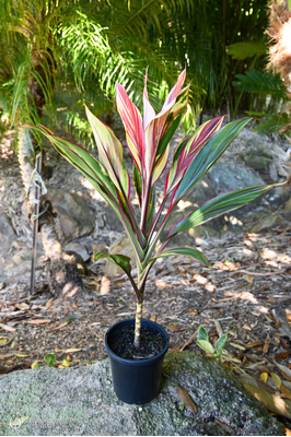 Cordyline fruticosa 'Superb' - 180mm pot