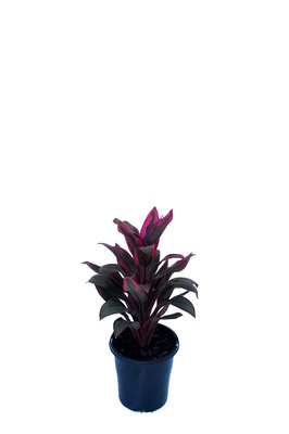 Cordyline fruticosa 'Suzie's Choice' - 125mm pot