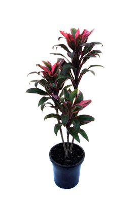 Cordyline fruticosa 'Suzie's Choice' - 180mm pot