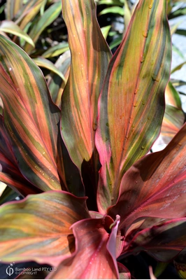 Cordyline fruticosa 'Waihee Rainbow'