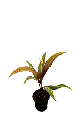 Cordyline fruticosa 'Waihee Rainbow' - 125mm pot