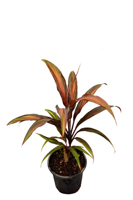 Cordyline fruticosa 'Waihee Rainbow'- 180mm pot
