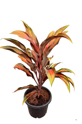 Cordyline fruticosa 'Waihee Rainbow' - 300mm pot