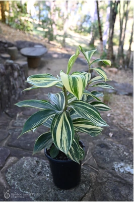 Costus arabicus 'Variegata' - 180mm pot