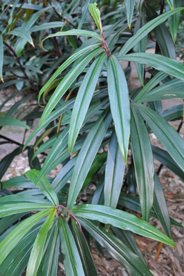 Costus asplundii