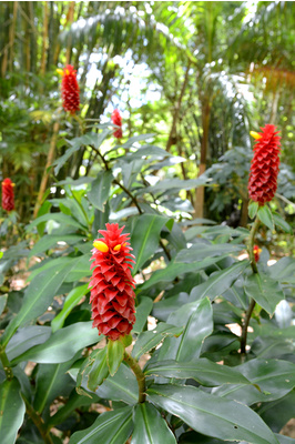 Costus comosus (Red Tower Ginger)