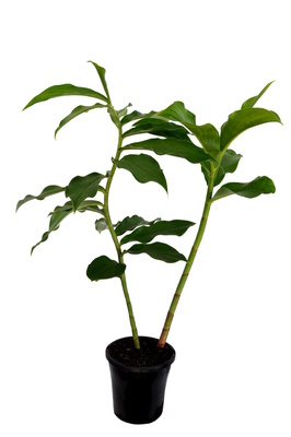 Costus comosus (Red Tower Ginger) - 180mm pot