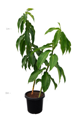 Costus comosus (Red Tower Ginger) - 300mm pot