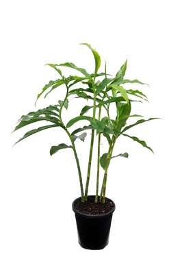 Costus pictus (Hieroglyphica) - 180mm pot
