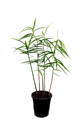 Costus stenophyllus (Bamboo Ginger) - 180mm pot